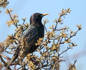 Common Starling in spring, Sturnus vulgaris