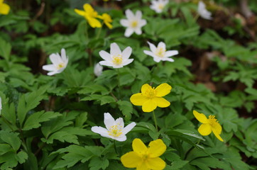 buschwindröschen (anemone nemorosa) und gelbes windröschen (anemone ranunculoides)