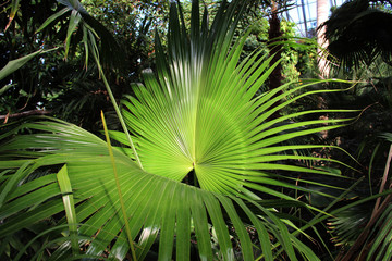 Palm leaves in a greenhouse close-up. Natural Green Leaves Background Hd. 