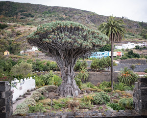 baobab