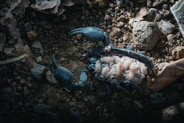 top view of a female scorpion with the newborn on back, Giant forest scorpion species