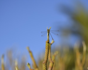 dragonfly