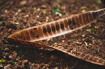 fruit of Albizia lebbeck