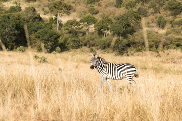 Fototapeta na wymiar Zebra in the long grass of the Masai Mara