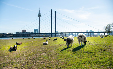 Obraz premium Schafe und Ziegen auf den Rheinwiesen in Düsseldorf