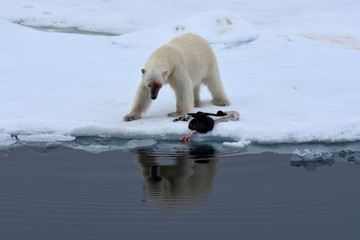 Polar bear playing with sealskin in Svalbard Archipelago, Norway
