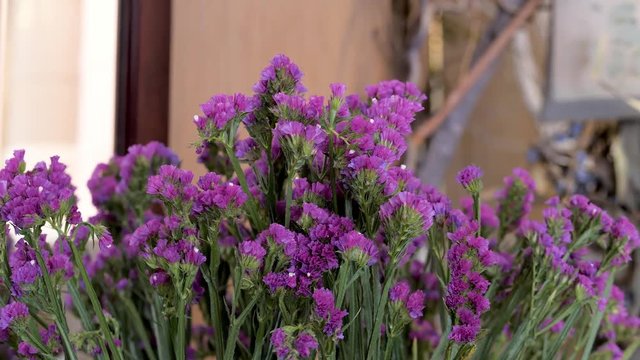 Close-up of purple color statice flower. Flowers for sale in a shop for decoration and congratulation