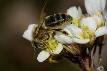 Bee, Apis mellifera on flower of Diplotaxis erucoides