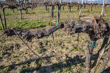 Spring vineyard landscape in the italian countryside. Close up view of vine branch.Spring preparations. Spring chores