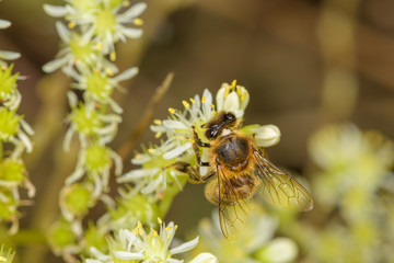 Bee, Apis mellifera on the flower Sedum sediforme