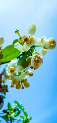 Lime flower white blooming on lemon tree natural green leaf.Background sky  