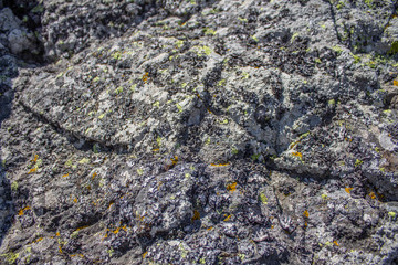 lichen on stone texture