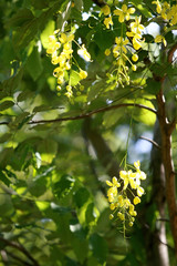 Leaves Tropical forest trees texture background wallpaper