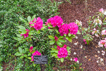 Fototapeta na wymiar Blooming rhododendron