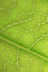 Leaves Tropical forest trees texture background wallpaper