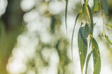Green spring willow branch on a blurry background with bokeh. Place for text. Banner. Spring theme. Computer desktop wallpaper. Earth Day.