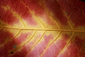 Leaves Tropical forest trees texture background wallpaper