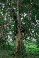 beautiful trees on the side of the road like tunnel