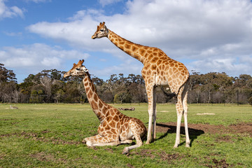 beautiful animal in actions