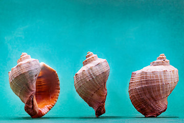 Composition of three views of sea shell on aquamarine background 