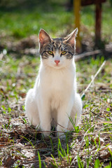 cat in the garden