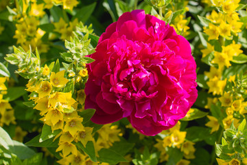 red peony flowers close up