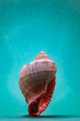 Side view of single sea shell on aquamarine background 