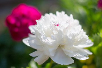single large white peony bud on a blurred green background