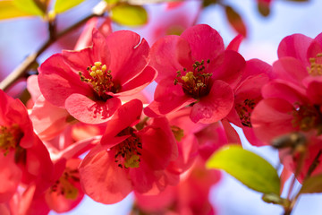Fototapeta na wymiar Flowering Quince in Spring