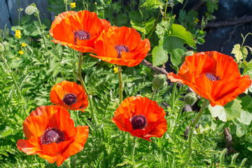 red poppy flower blooming against the backdrop of green