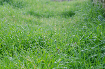 Close up green grass field with raindrops