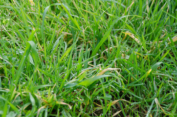 Close up green grass field with raindrops