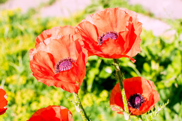 red poppy flower blooming against the backdrop of green