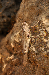 Grasshopper on a rock close up
