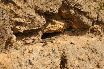 Lizard on a rock close up