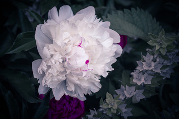 single large bud of white peony on a dark blurred background