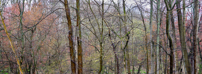 Panoramic image of early spring blooms and blossoms in a New Jersey Forest in Camden County showing up in the forest after a heavy rainfall makes the colors begin to pop