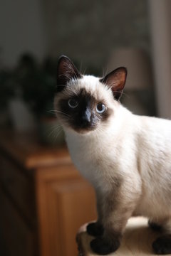 Chat Siamois Images Browse 291 Stock Photos Vectors And Video Adobe Stock