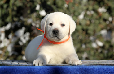a labrador puppy on a blue background