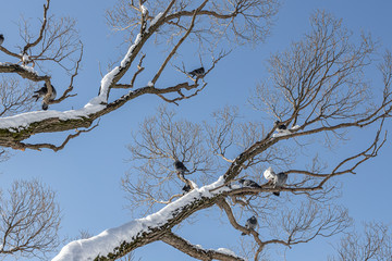Pair of Gray pigeons with bright eyes and rainbow necks is on the tree in the park in winter
