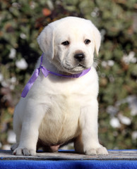 labrador puppy on a blue background