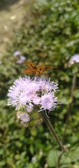 butterfly on a flower