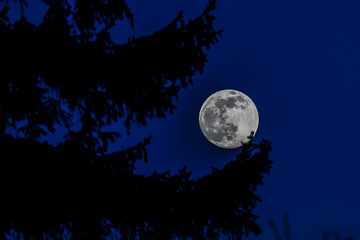 Fototapeta na wymiar full moon and tree