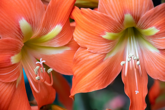 Dramatic close-up of two orange amaryllis flowers with yellow and cream centers showing stigmas and stamens with pollen.