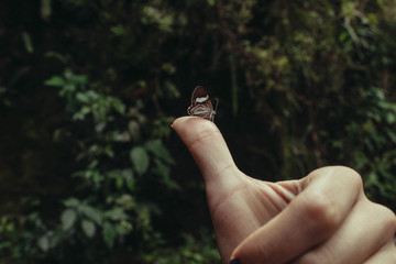 
hand holding a small butterfly