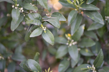 Obraz premium Crops about to bloom