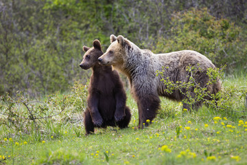 Baby brown bear, ursus arctos, cub standing on rear legs near to mother and looking the same direction in spring green nature. Family of wild animals in positive harmony with copy space.