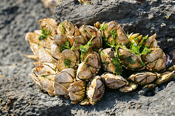 거북손  barnacle 갑각류