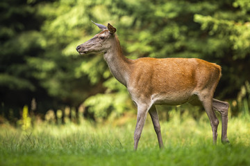Female red deer, cervus elaphus, walking through tranquil meadow in nature at sunrise. Wild animal moving in wilderness in summer from side view. Wildlife scenery with mammal on a glade.