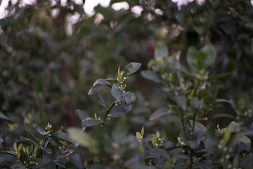 Crops about to bloom
